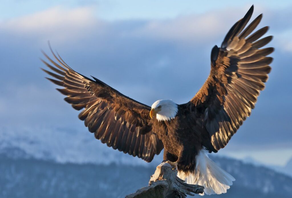 Eagle 1 as Landed eagle-landed  