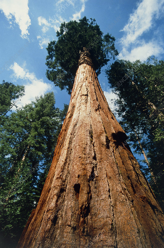 sequoia national park Sequoia tree, Sequoia National Park  