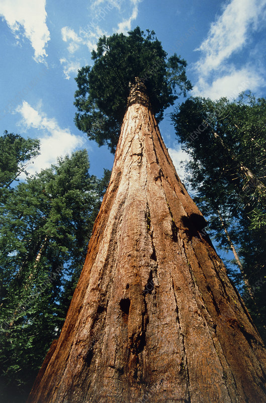 sequoia national park